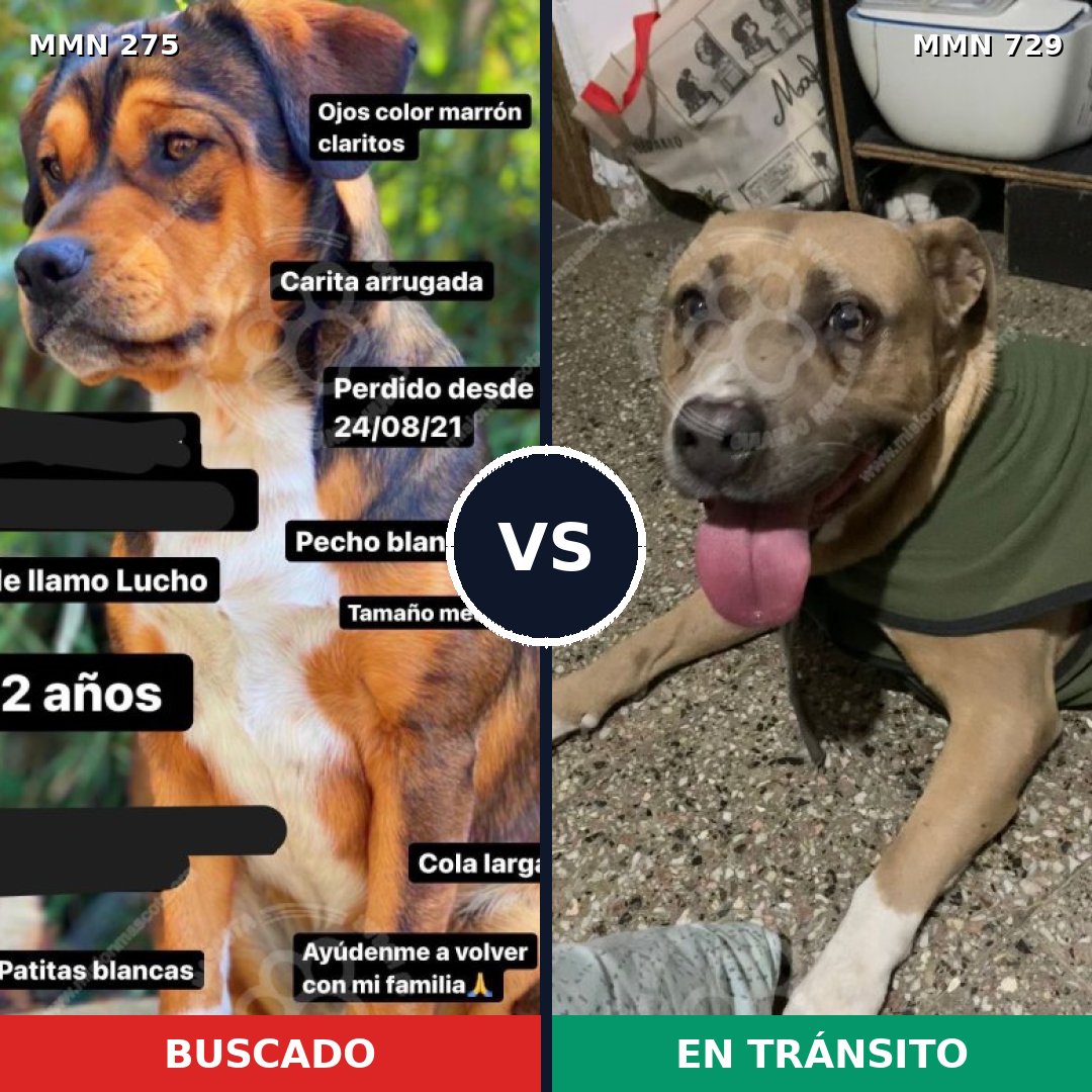 Comparativa MMS 10570: mascota perdida y mascota encontrada, 5% de similitud
