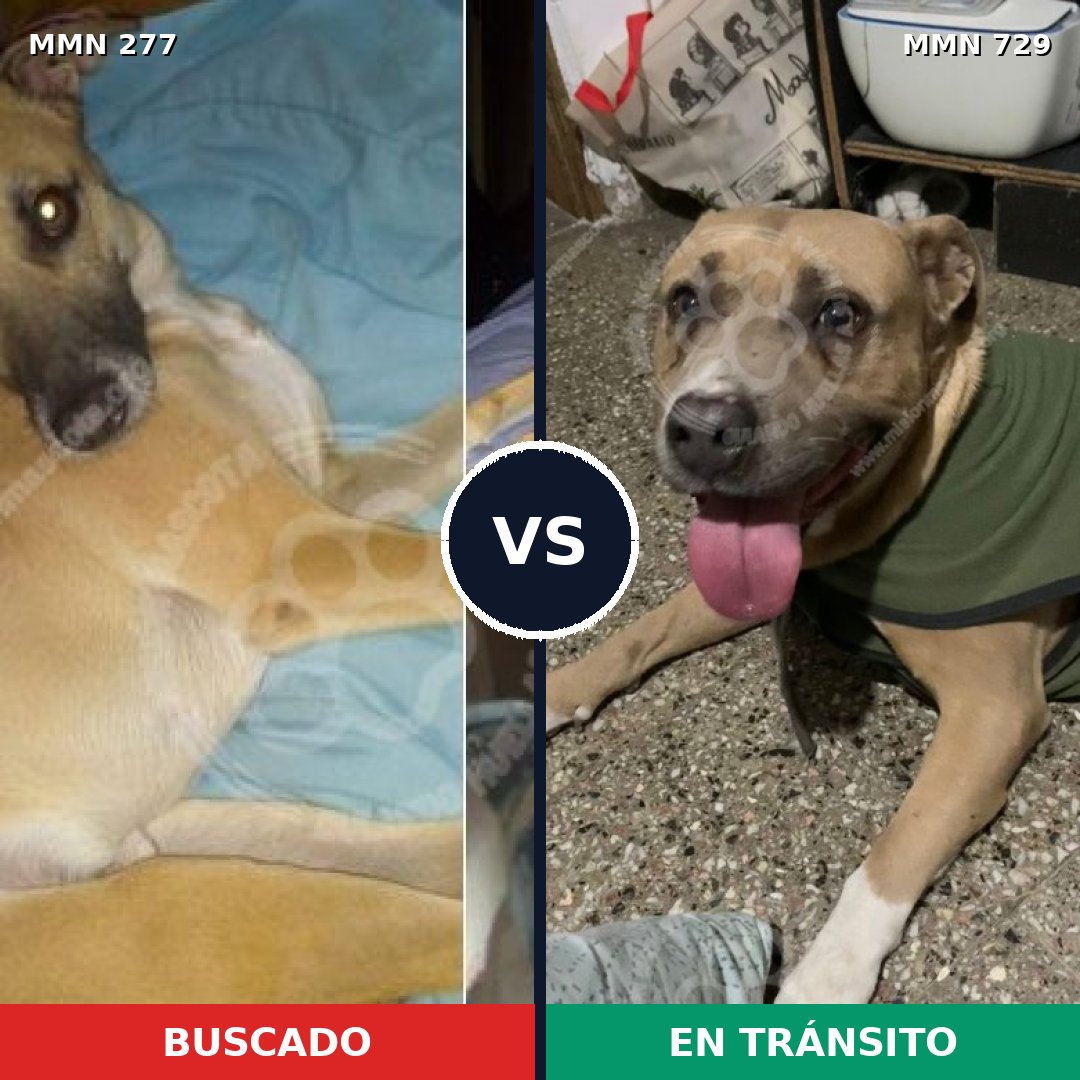 Comparativa MMS 10571: mascota perdida y mascota encontrada, 20% de similitud