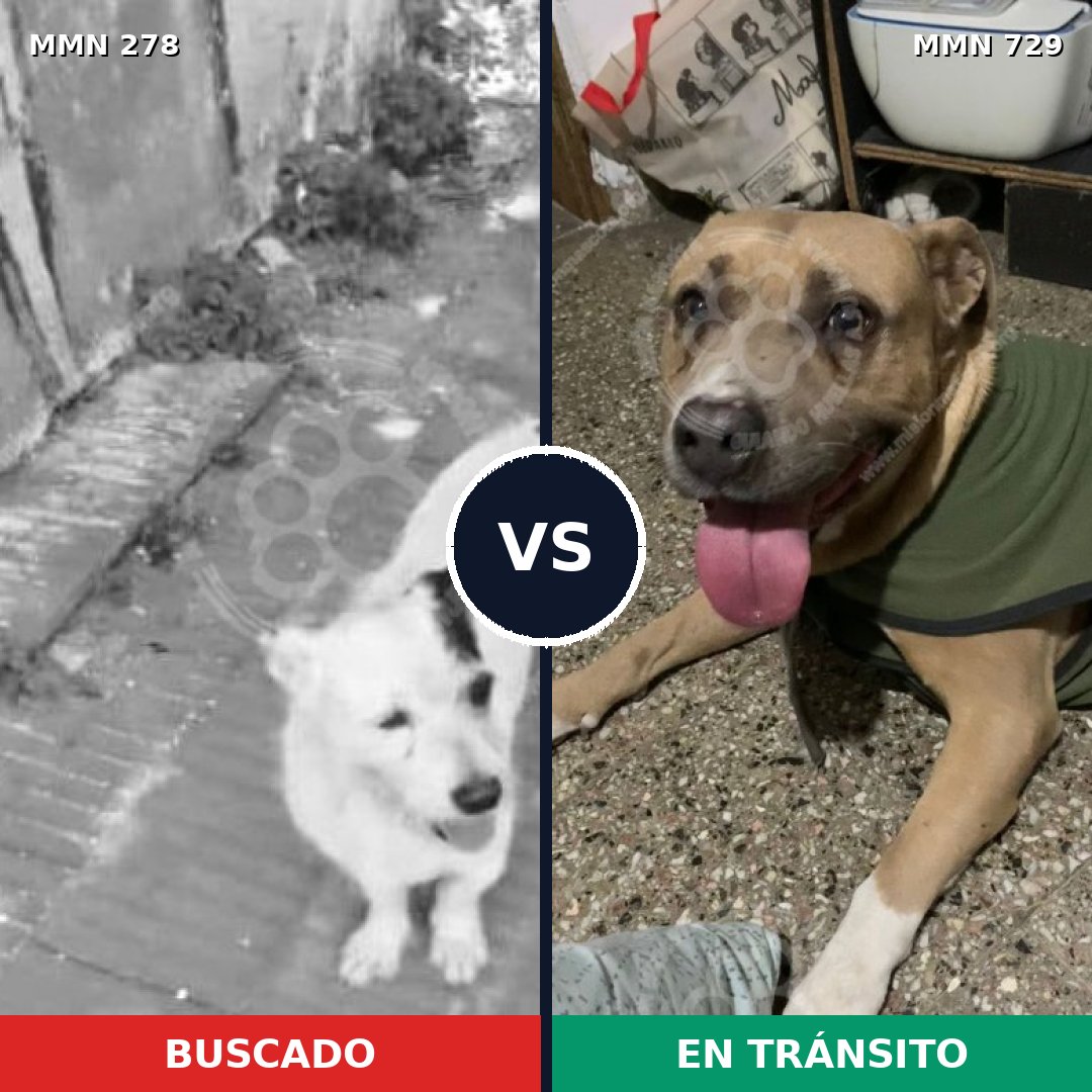 Comparativa MMS 10572: mascota perdida y mascota encontrada, 22% de similitud