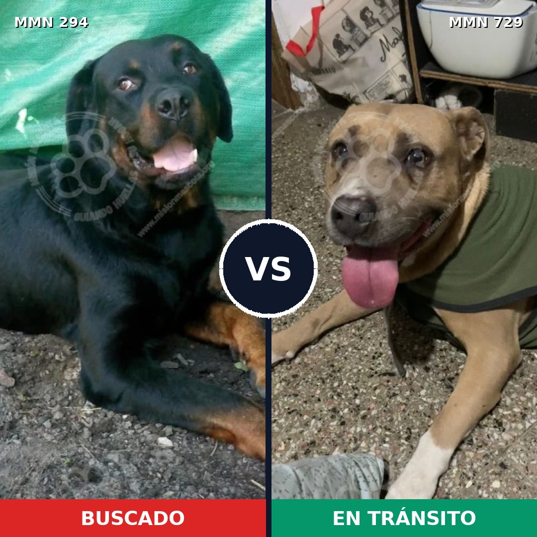 Comparativa MMS 10573: mascota perdida y mascota encontrada, 5% de similitud