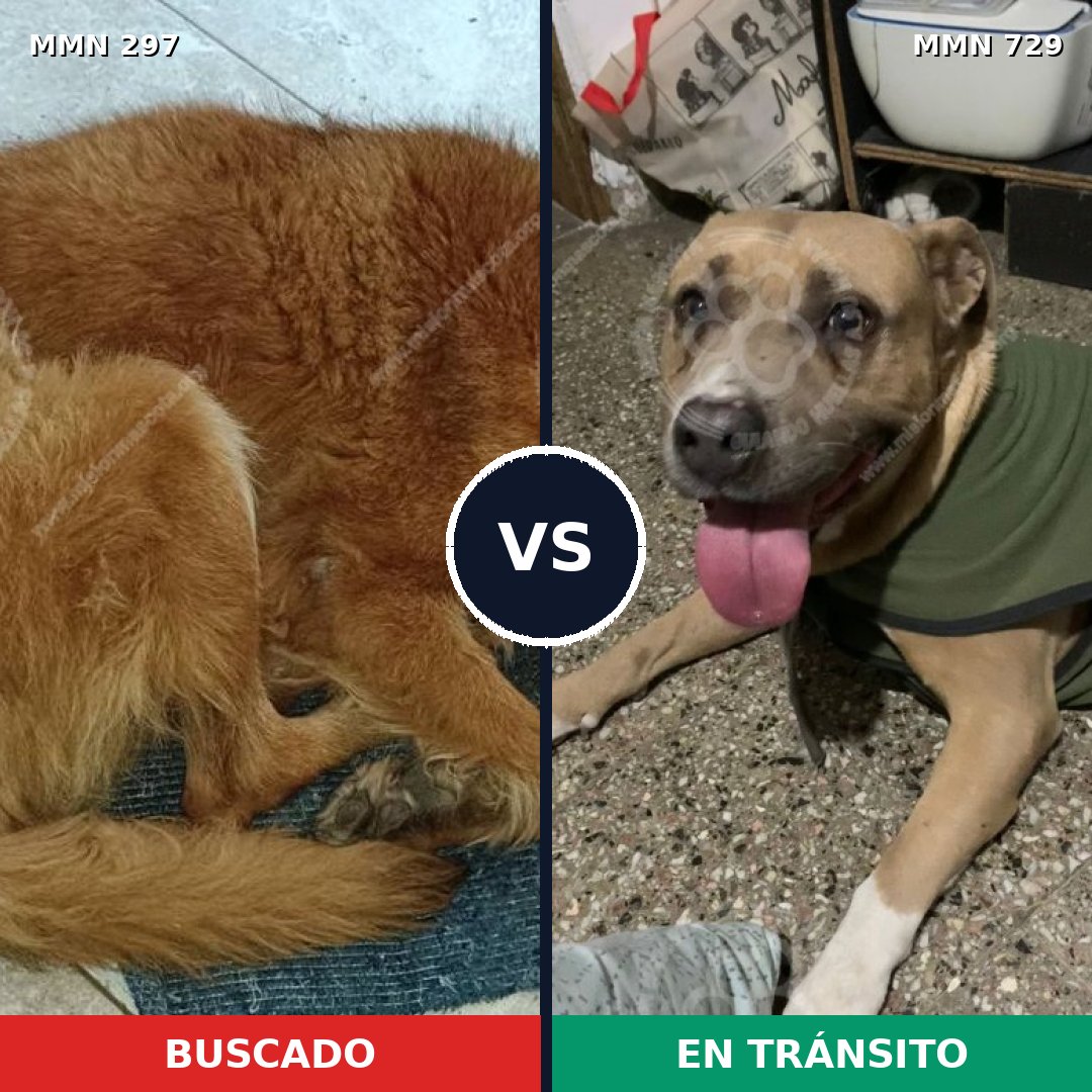 Comparativa MMS 10574: mascota perdida y mascota encontrada, 3% de similitud