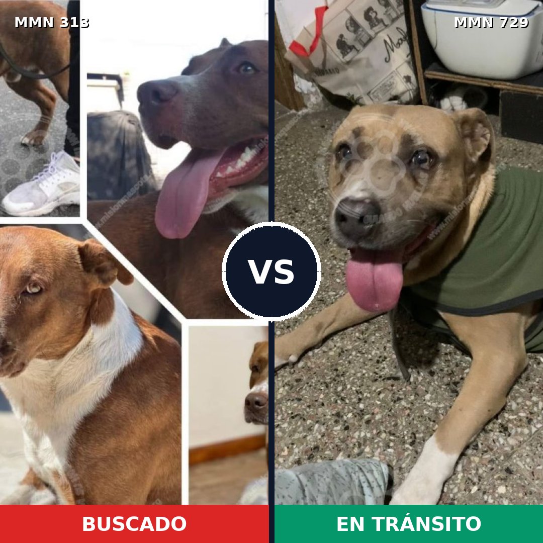 Comparativa MMS 10577: mascota perdida y mascota encontrada, 11% de similitud