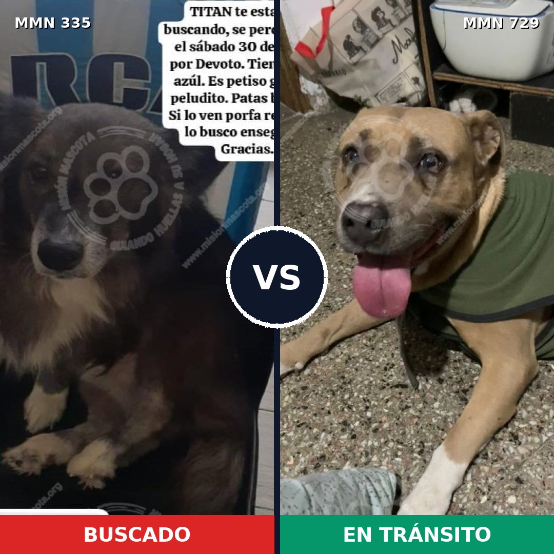 Comparativa MMS 10578: mascota perdida y mascota encontrada, 25% de similitud