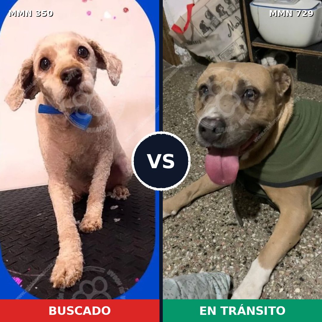Comparativa MMS 10580: mascota perdida y mascota encontrada, 52% de similitud