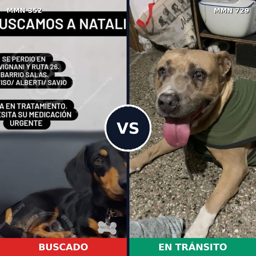 Comparativa MMS 10581: mascota perdida y mascota encontrada, 11% de similitud