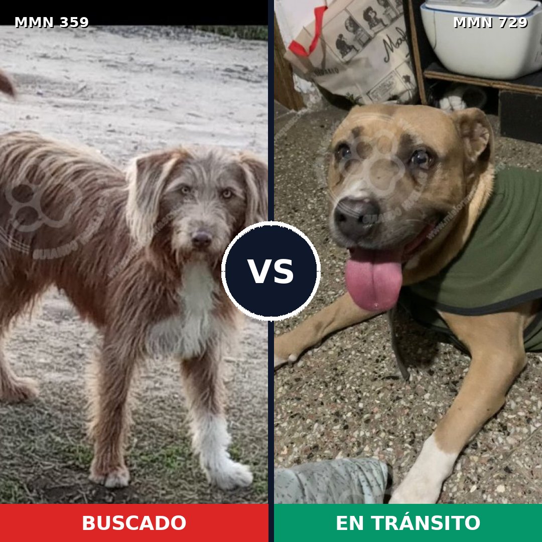 Comparativa MMS 10583: mascota perdida y mascota encontrada, 47% de similitud