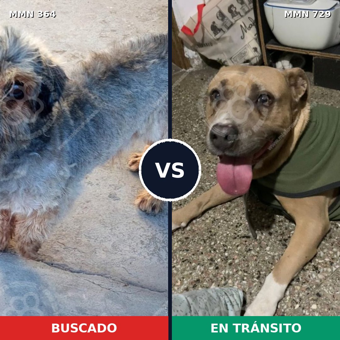 Comparativa MMS 10584: mascota perdida y mascota encontrada, 13% de similitud
