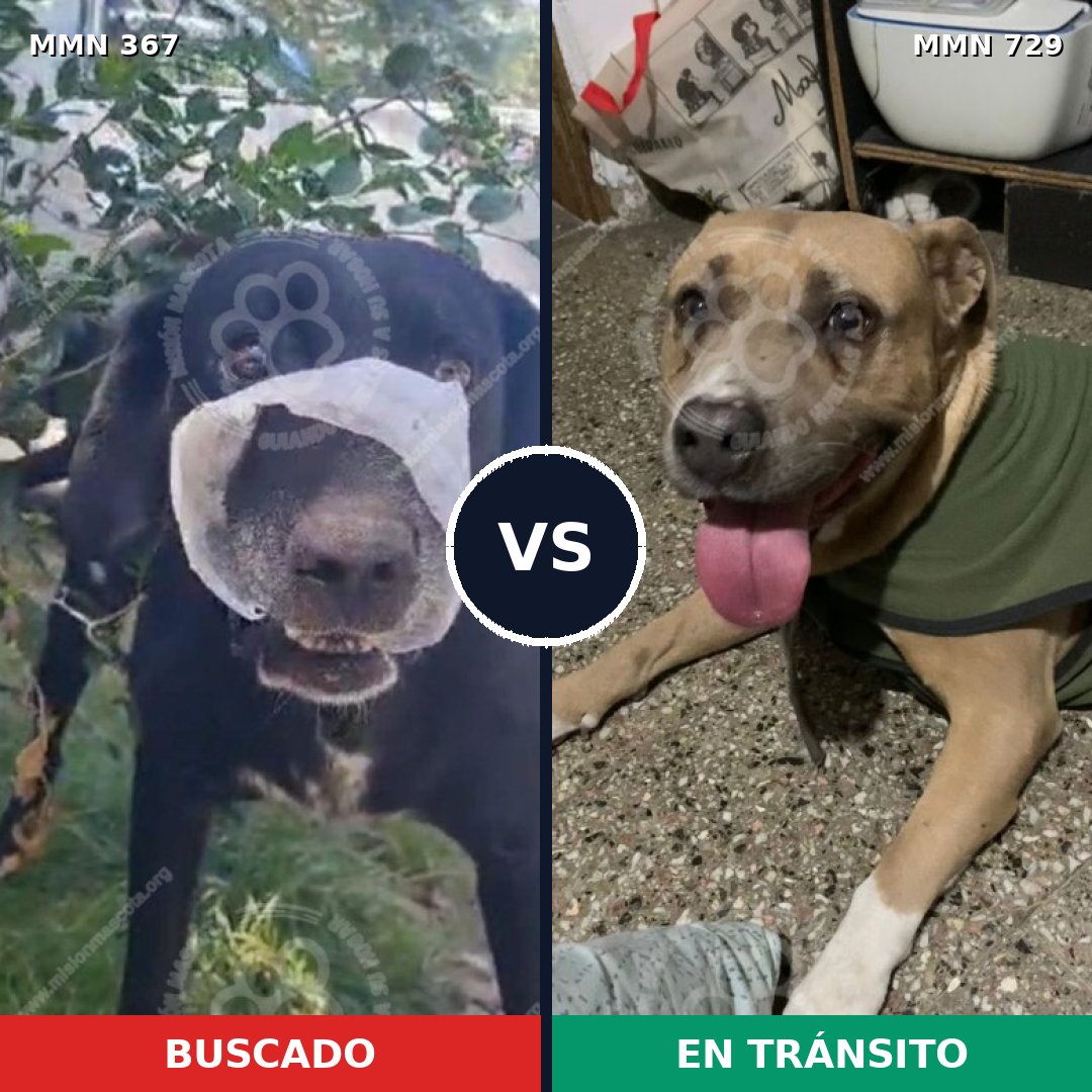 Comparativa MMS 10585: mascota perdida y mascota encontrada, 32% de similitud