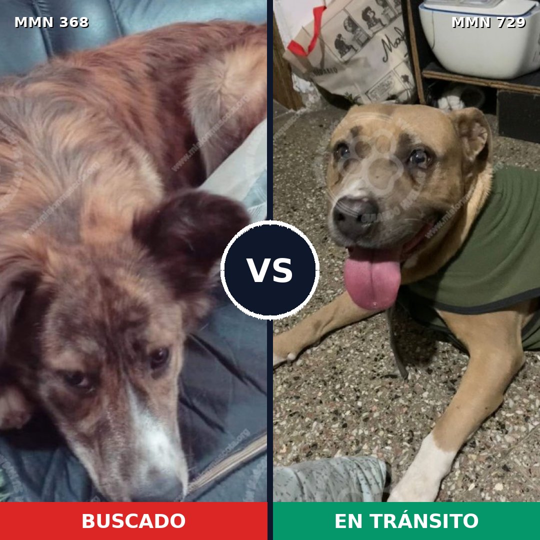 Comparativa MMS 10586: mascota perdida y mascota encontrada, 14% de similitud