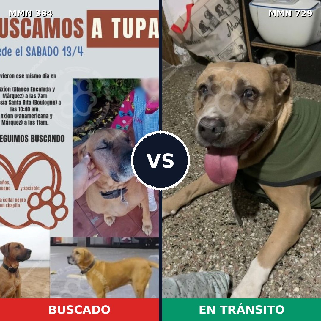 Comparativa MMS 10588: mascota perdida y mascota encontrada, 26% de similitud