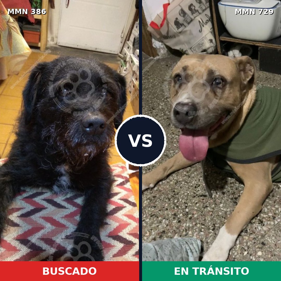 Comparativa MMS 10589: mascota perdida y mascota encontrada, 37% de similitud