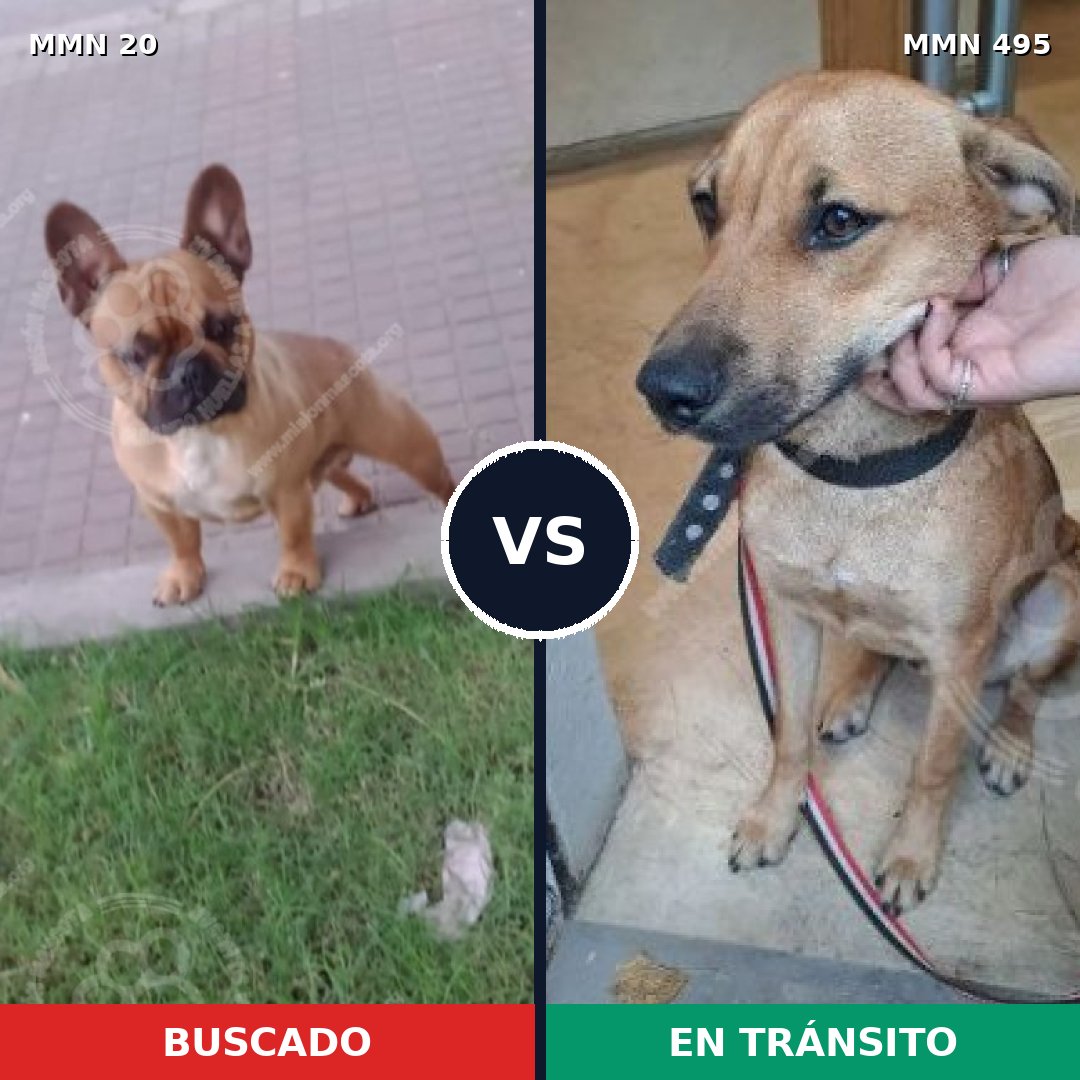 Comparativa MMS 1059: mascota perdida y mascota encontrada, 36% de similitud