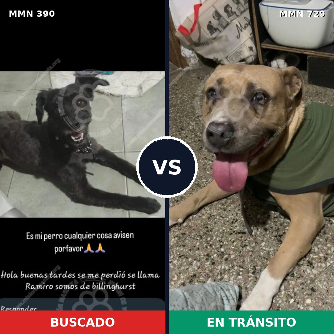 Comparativa MMS 10590: mascota perdida y mascota encontrada, 40% de similitud