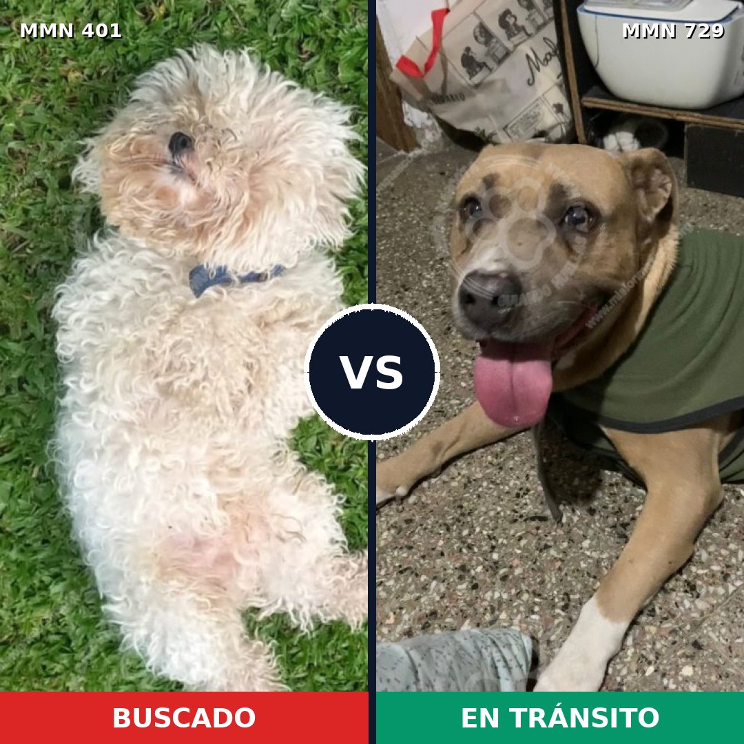 Comparativa MMS 10591: mascota perdida y mascota encontrada, 29% de similitud