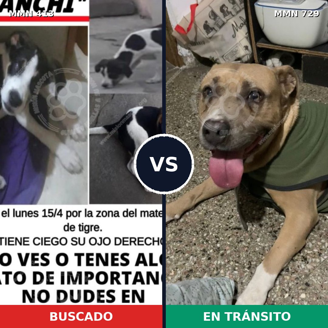 Comparativa MMS 10593: mascota perdida y mascota encontrada, 26% de similitud