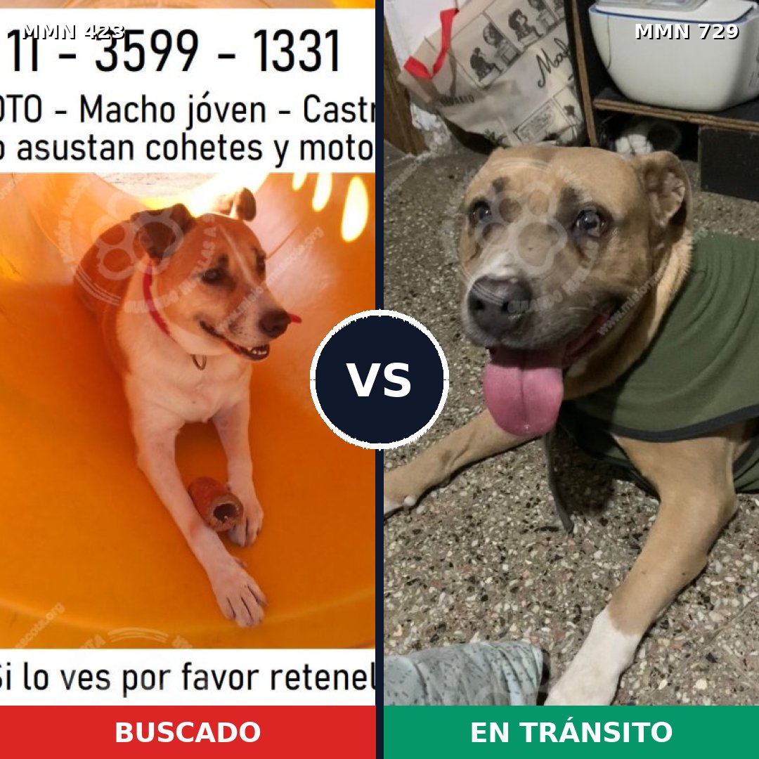 Comparativa MMS 10594: mascota perdida y mascota encontrada, 41% de similitud
