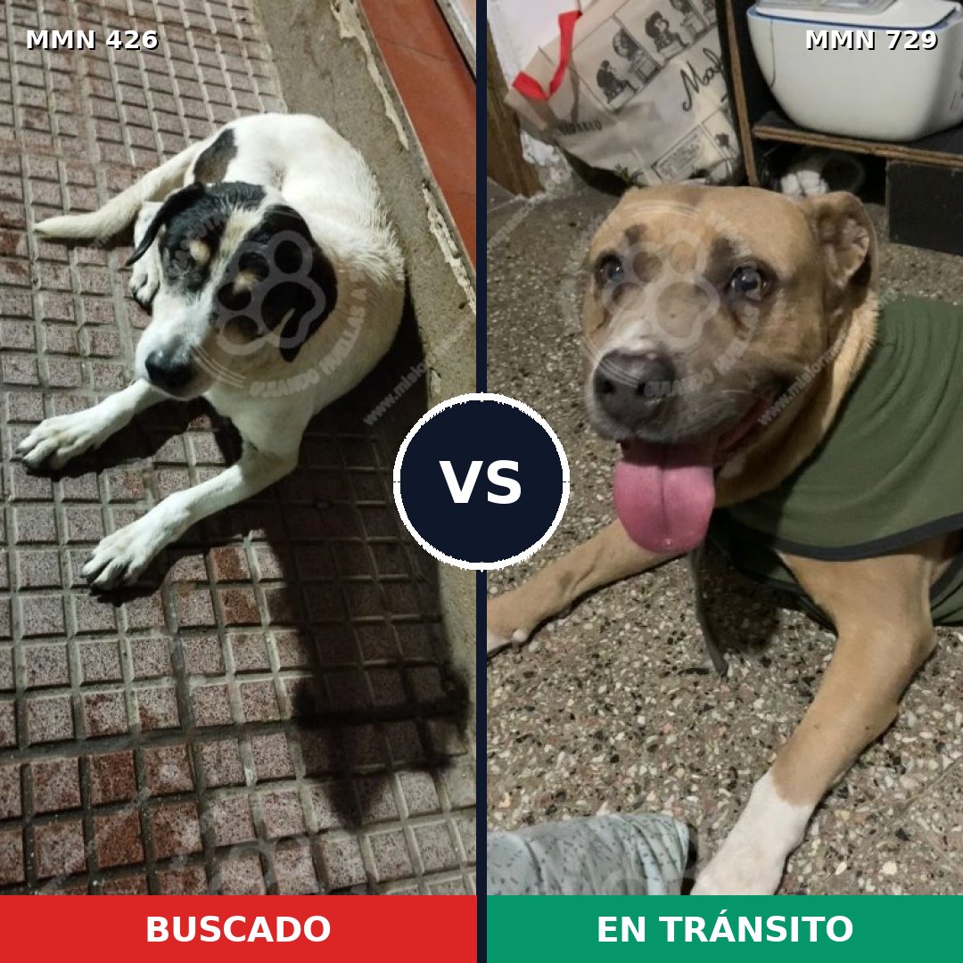Comparativa MMS 10595: mascota perdida y mascota encontrada, 25% de similitud