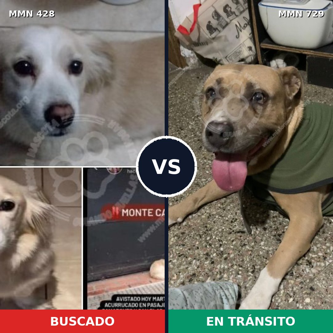 Comparativa MMS 10596: mascota perdida y mascota encontrada, 49% de similitud
