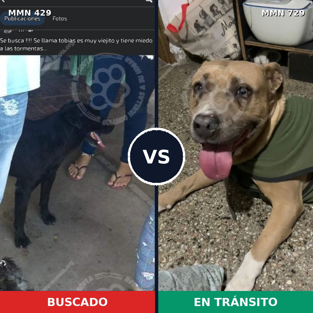 Comparativa MMS 10597: mascota perdida y mascota encontrada, 13% de similitud