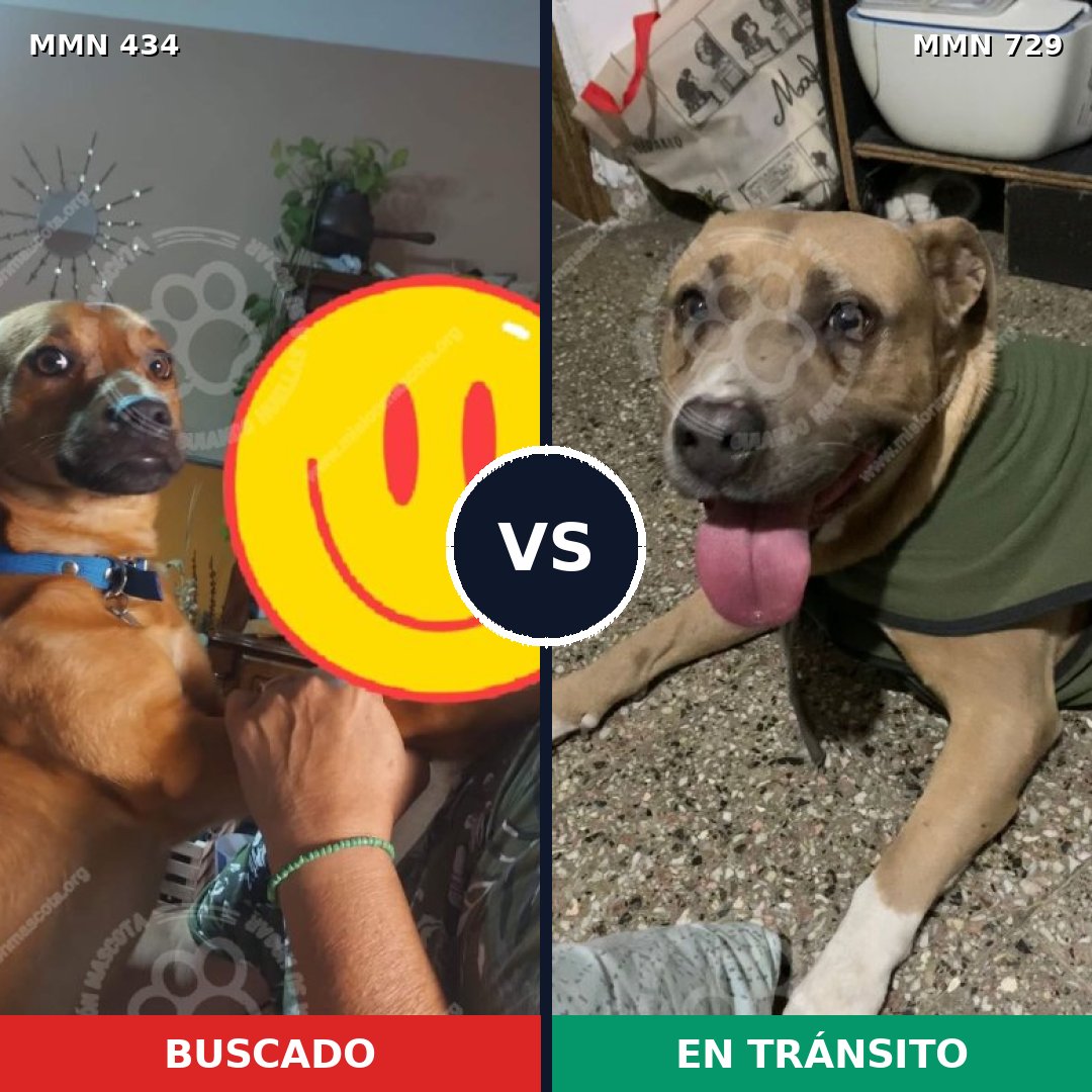 Comparativa MMS 10598: mascota perdida y mascota encontrada, 14% de similitud