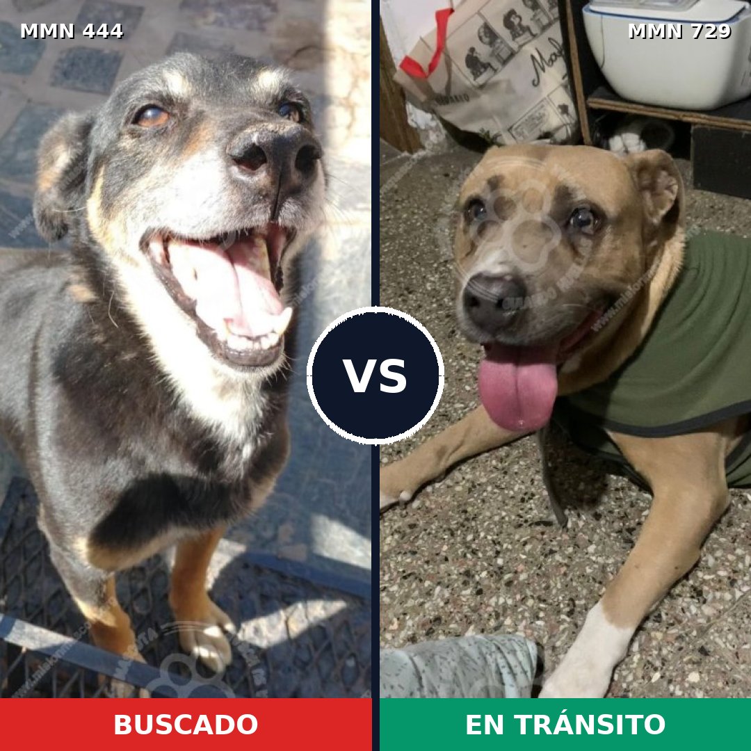 Comparativa MMS 10599: mascota perdida y mascota encontrada, 50% de similitud