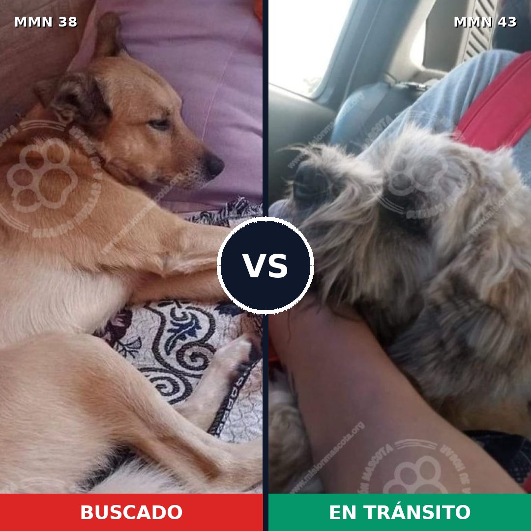 Comparativa MMS 106: mascota perdida y mascota encontrada, 60% de similitud