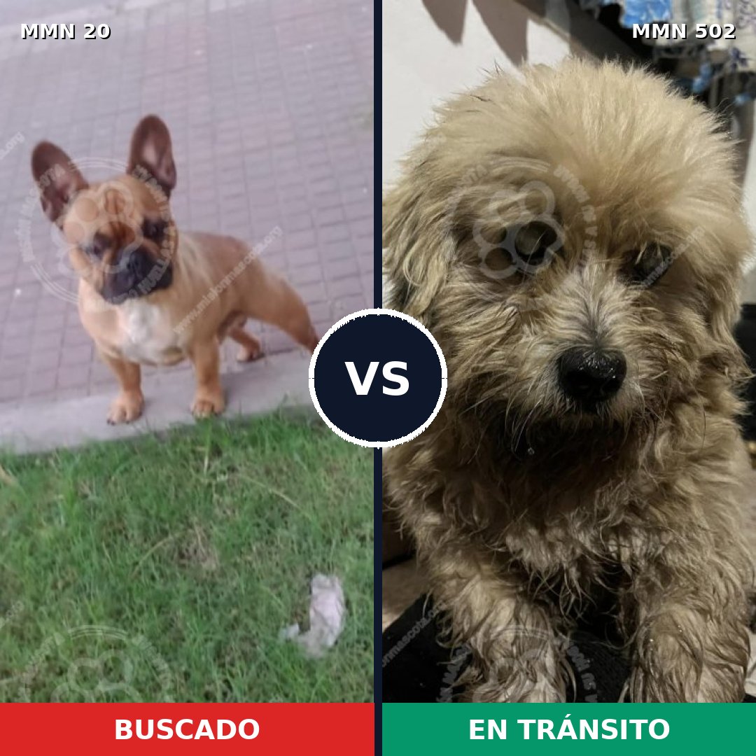 Comparativa MMS 1060: mascota perdida y mascota encontrada, 43% de similitud