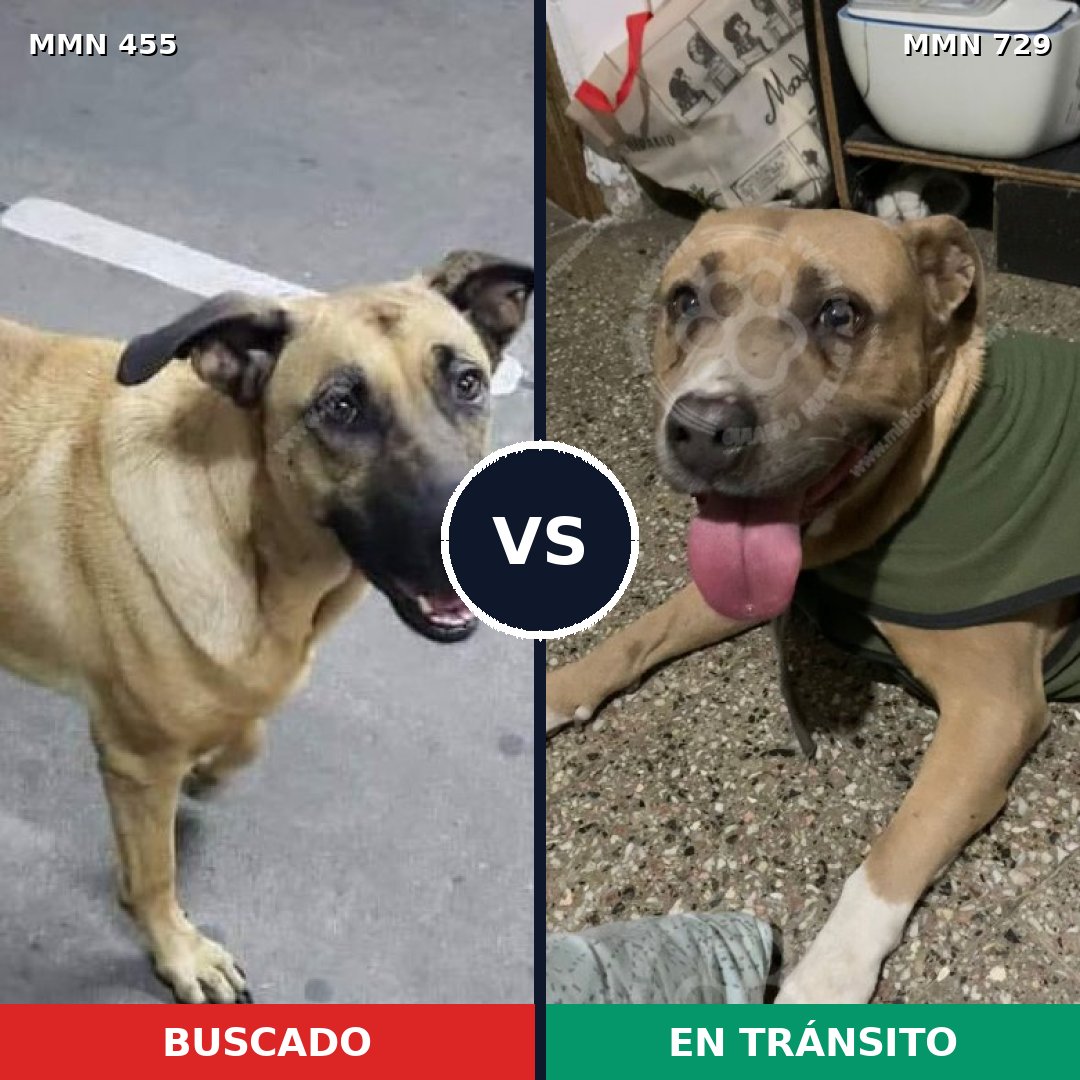 Comparativa MMS 10600: mascota perdida y mascota encontrada, 30% de similitud