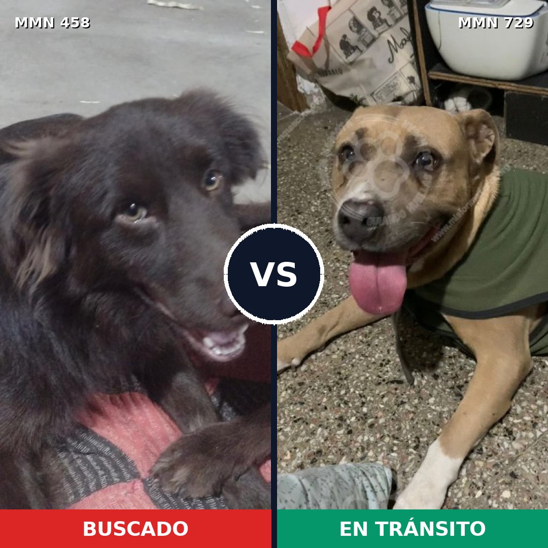 Comparativa MMS 10601: mascota perdida y mascota encontrada, 29% de similitud