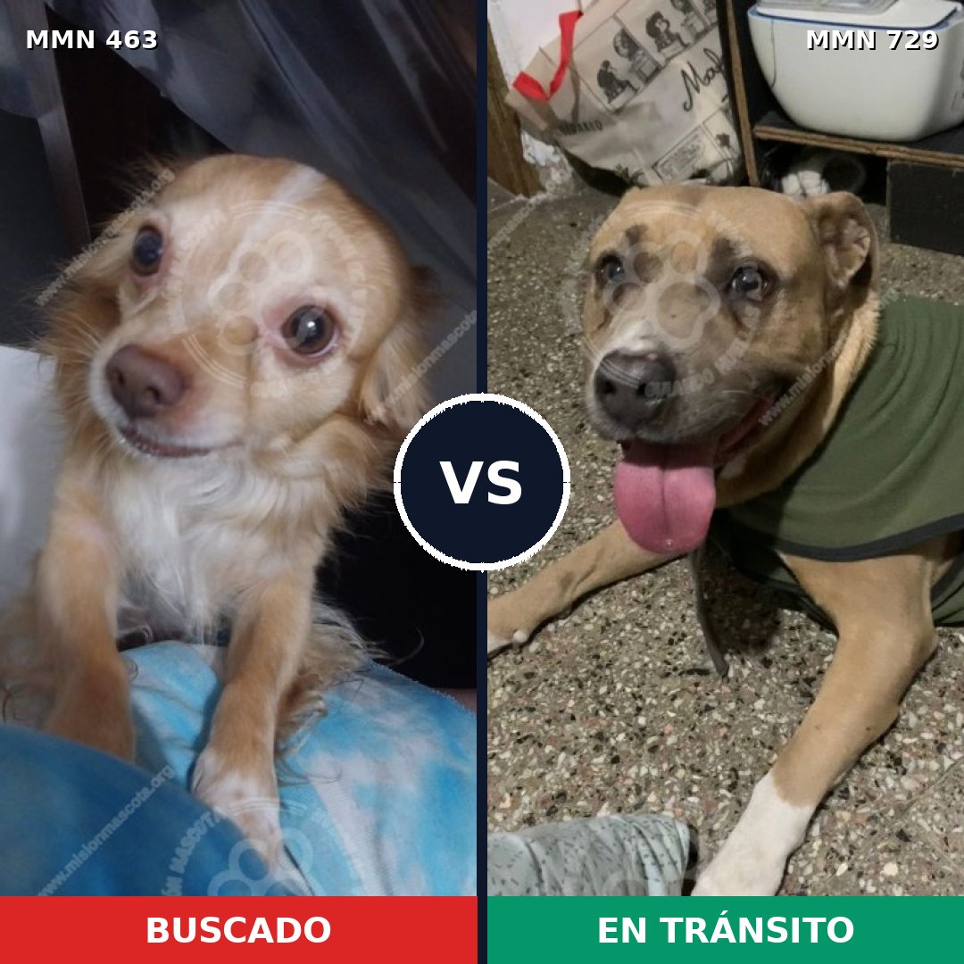 Comparativa MMS 10603: mascota perdida y mascota encontrada, 46% de similitud