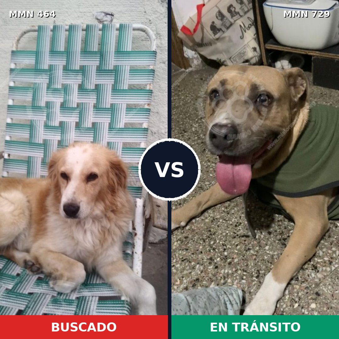 Comparativa MMS 10604: mascota perdida y mascota encontrada, 32% de similitud