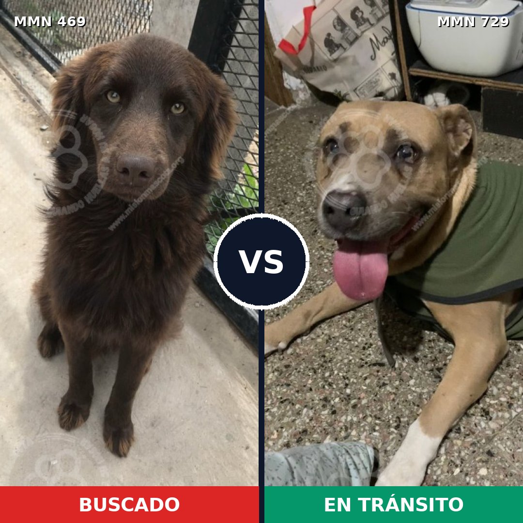 Comparativa MMS 10606: mascota perdida y mascota encontrada, 29% de similitud