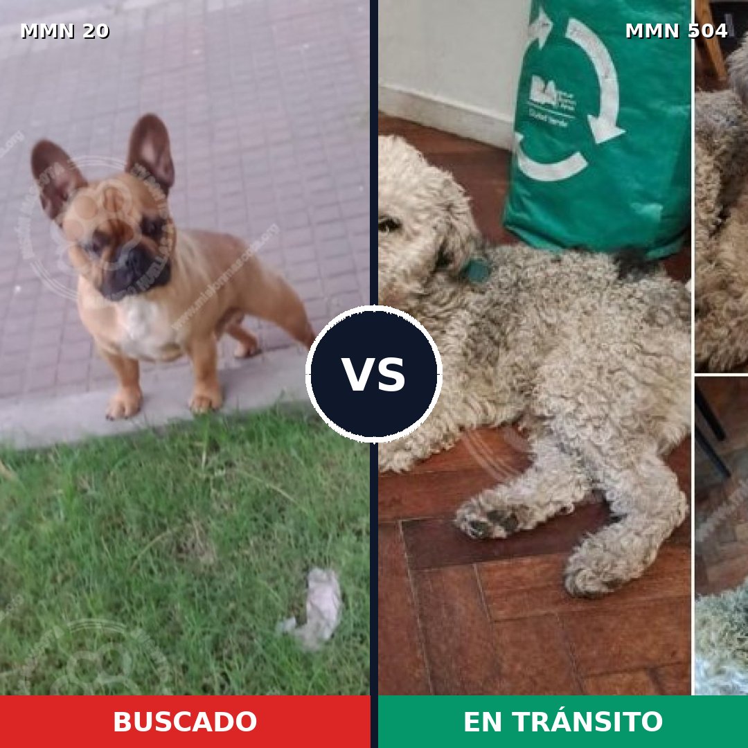 Comparativa MMS 1061: mascota perdida y mascota encontrada, 30% de similitud