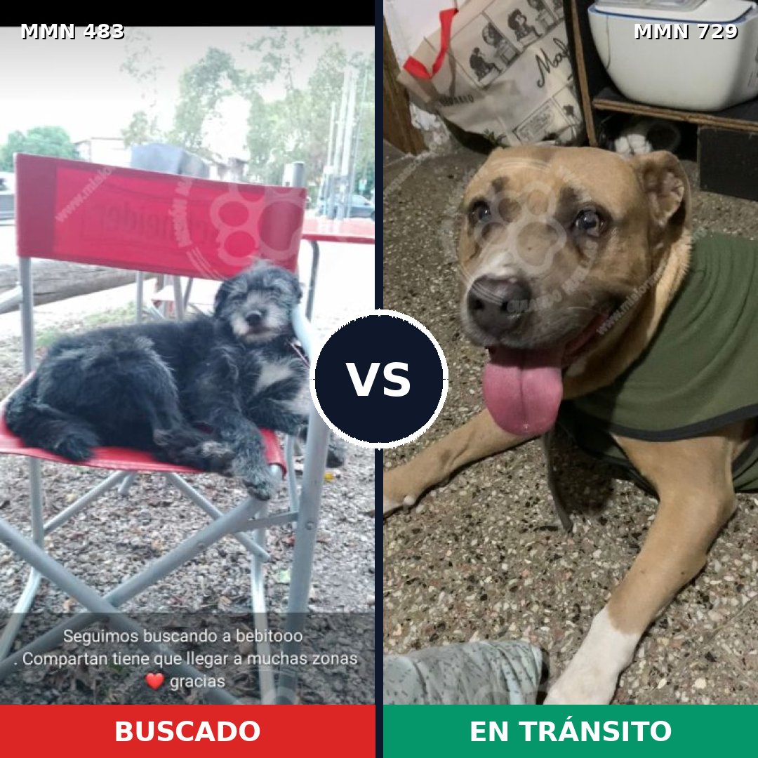 Comparativa MMS 10612: mascota perdida y mascota encontrada, 38% de similitud