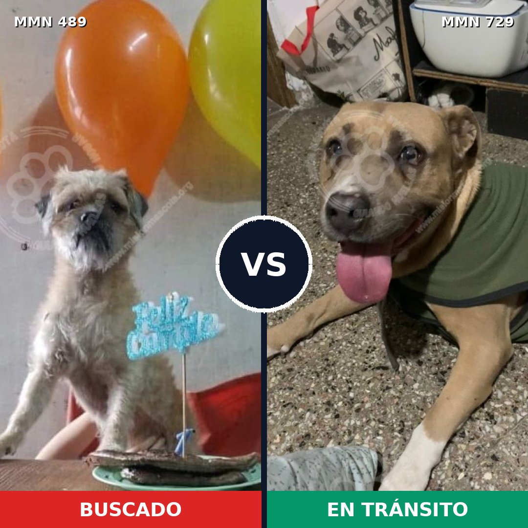 Comparativa MMS 10613: mascota perdida y mascota encontrada, 31% de similitud