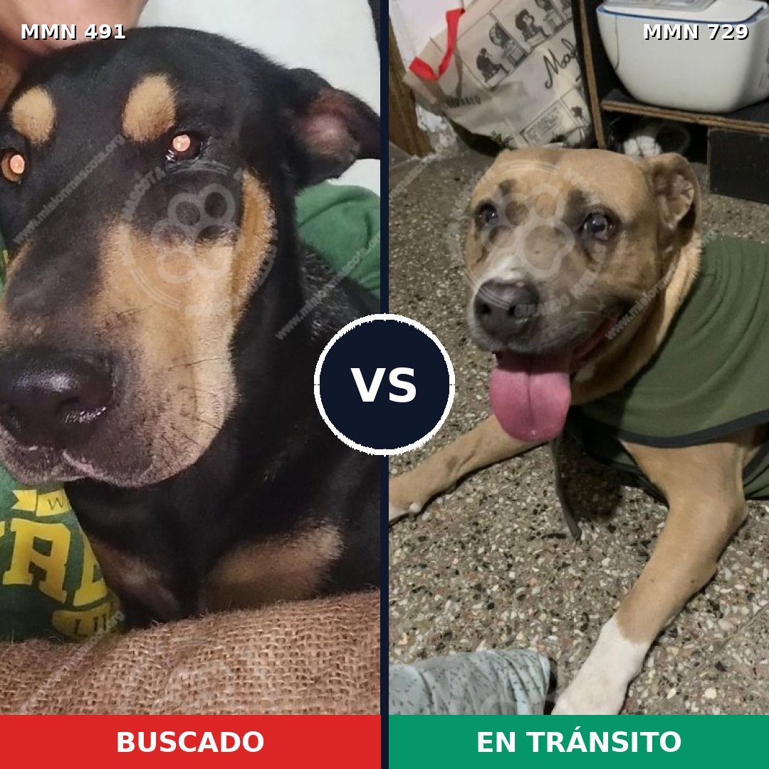 Comparativa MMS 10614: mascota perdida y mascota encontrada, 22% de similitud
