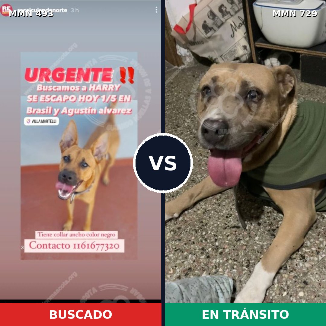 Comparativa MMS 10615: mascota perdida y mascota encontrada, 40% de similitud
