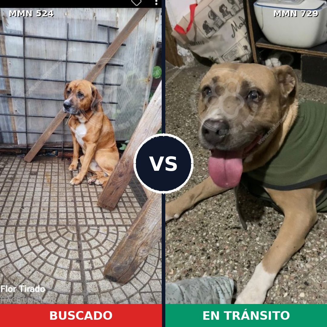 Comparativa MMS 10616: mascota perdida y mascota encontrada, 50% de similitud