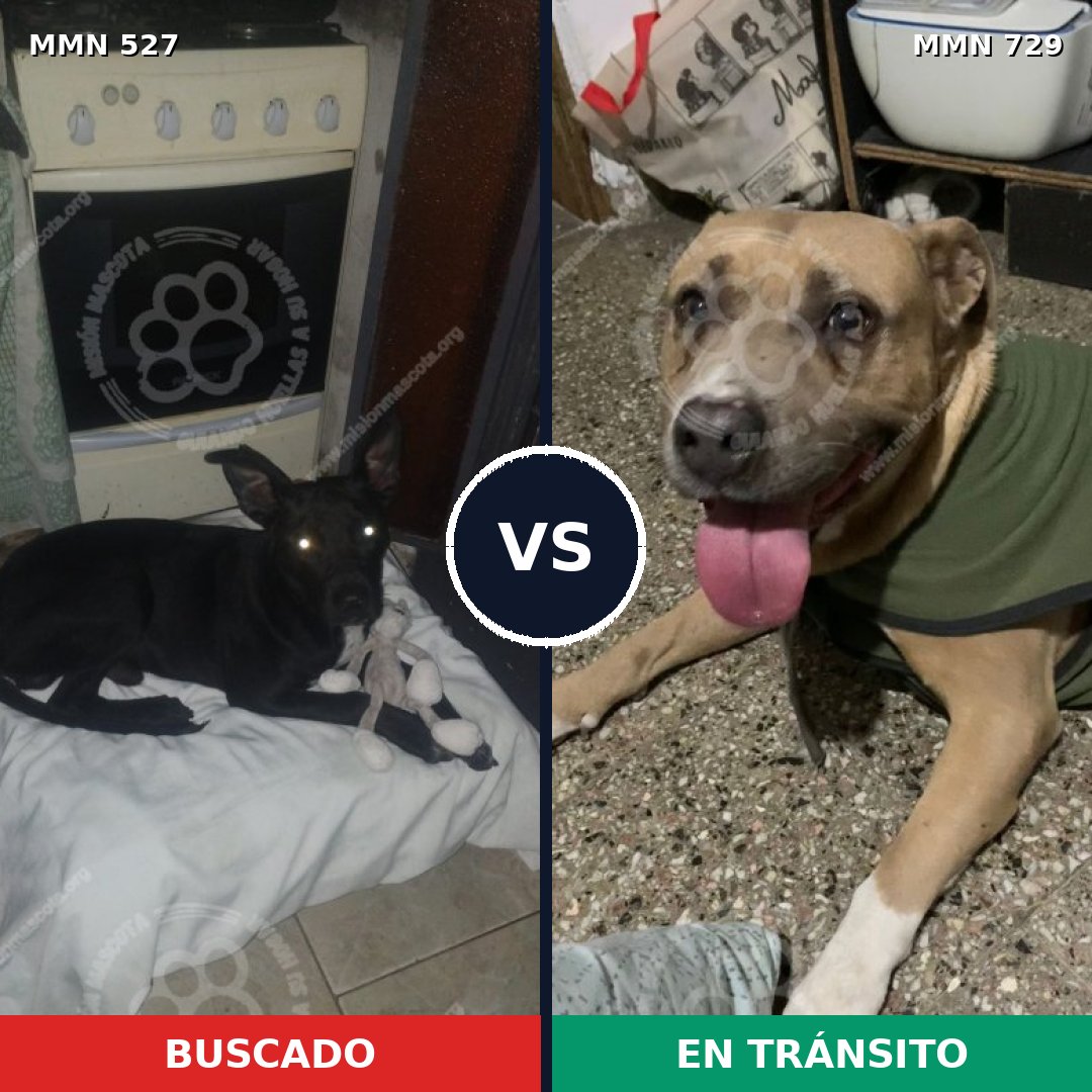 Comparativa MMS 10617: mascota perdida y mascota encontrada, 31% de similitud
