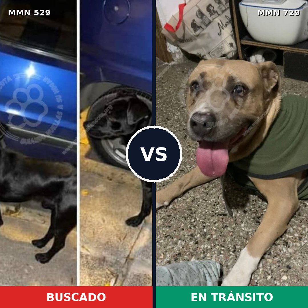 Comparativa MMS 10618: mascota perdida y mascota encontrada, 15% de similitud