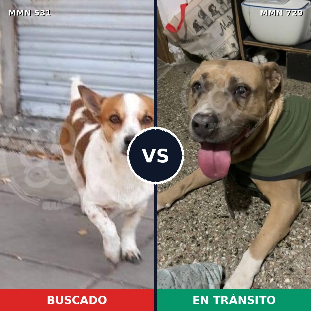 Comparativa MMS 10619: mascota perdida y mascota encontrada, 32% de similitud