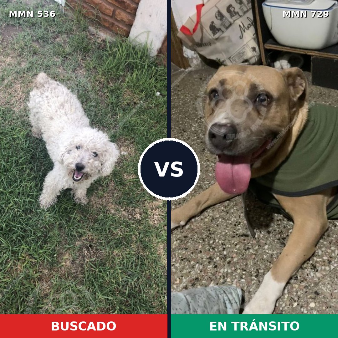 Comparativa MMS 10621: mascota perdida y mascota encontrada, 37% de similitud