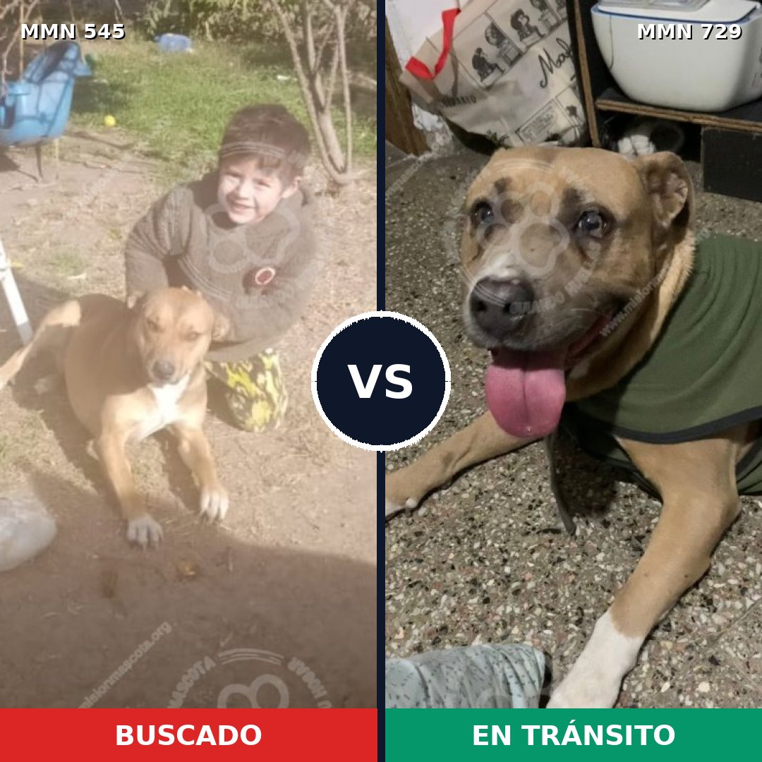 Comparativa MMS 10622: mascota perdida y mascota encontrada, 77% de similitud