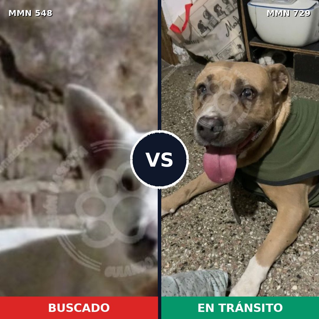 Comparativa MMS 10623: mascota perdida y mascota encontrada, 30% de similitud