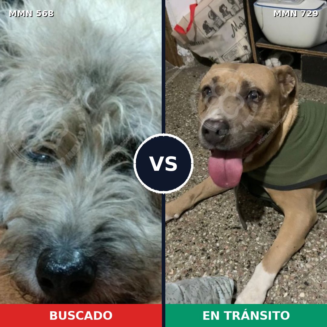 Comparativa MMS 10626: mascota perdida y mascota encontrada, 33% de similitud