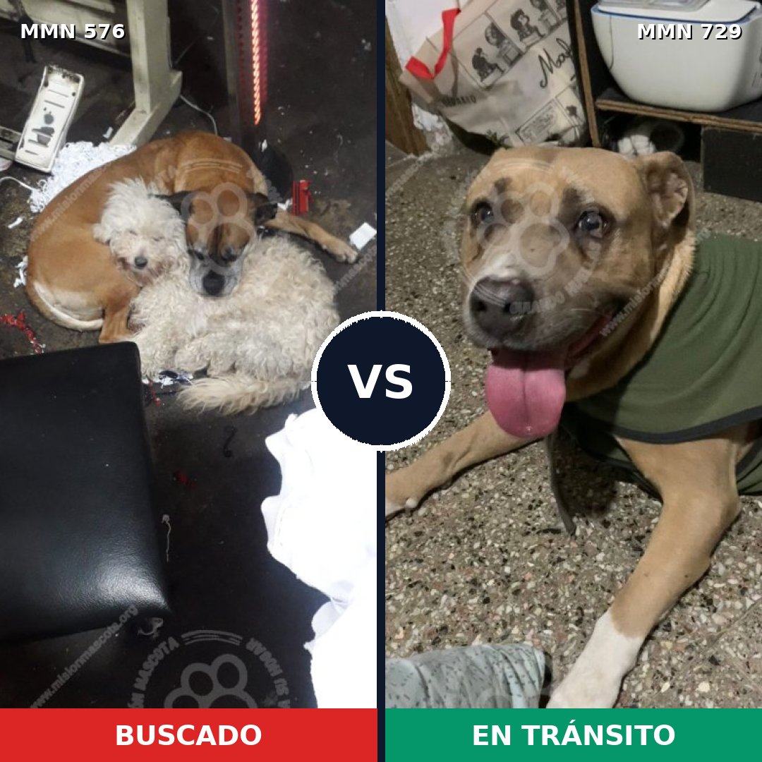 Comparativa MMS 10628: mascota perdida y mascota encontrada, 14% de similitud