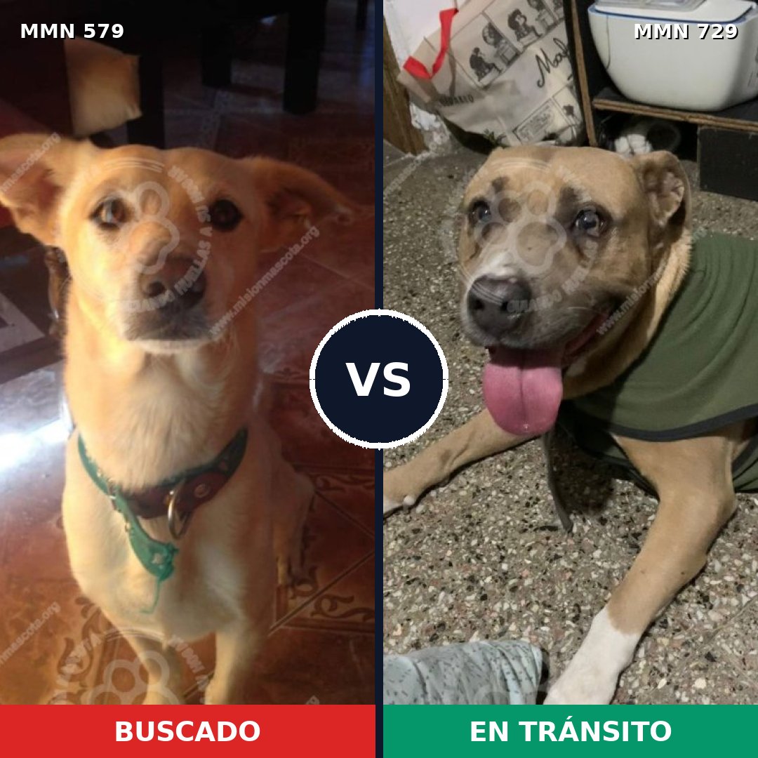 Comparativa MMS 10629: mascota perdida y mascota encontrada, 20% de similitud