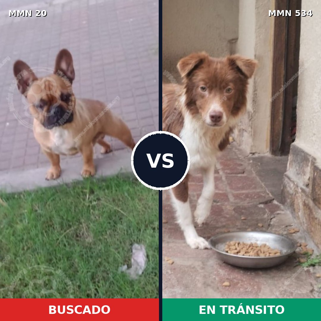 Comparativa MMS 1063: mascota perdida y mascota encontrada, 30% de similitud