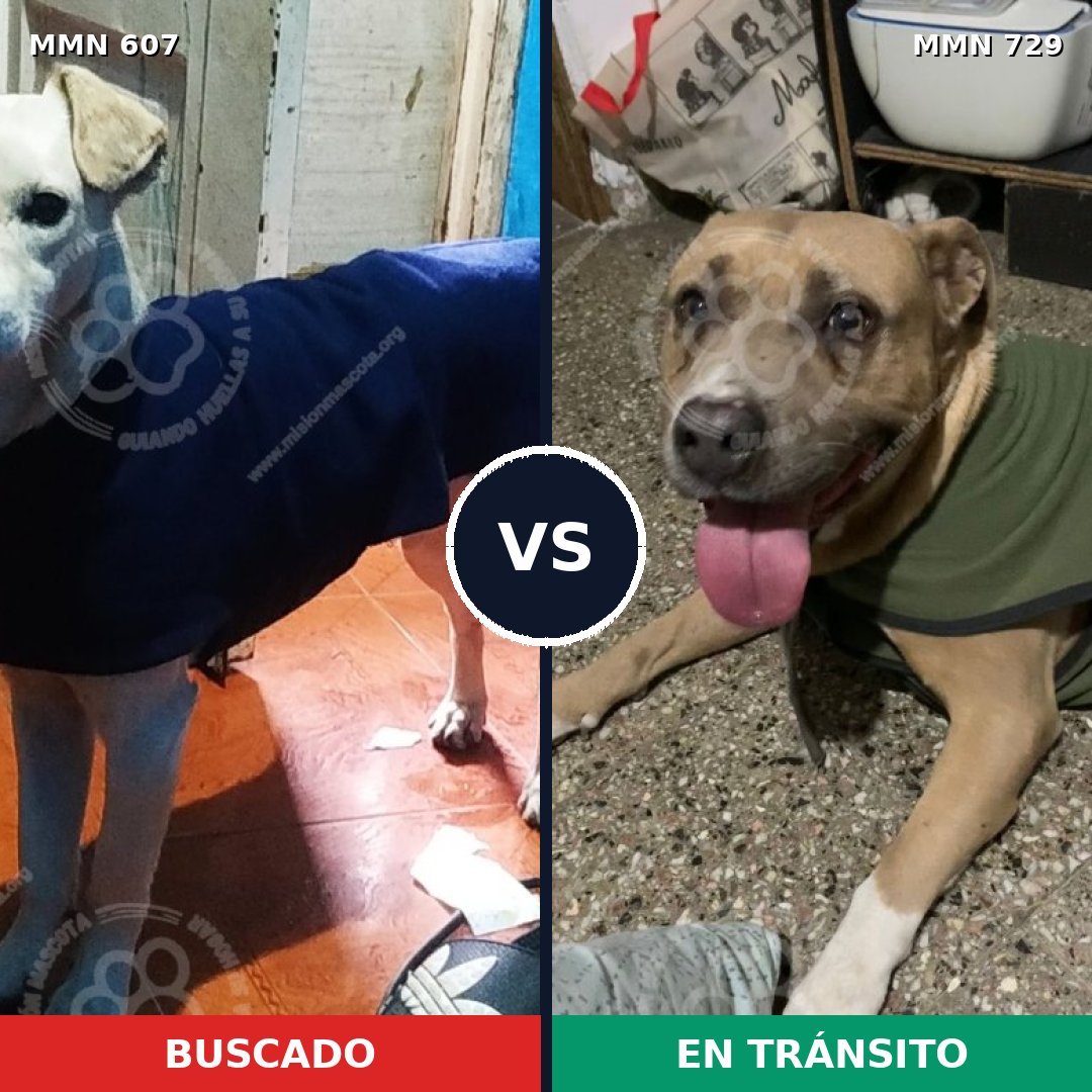 Comparativa MMS 10632: mascota perdida y mascota encontrada, 48% de similitud