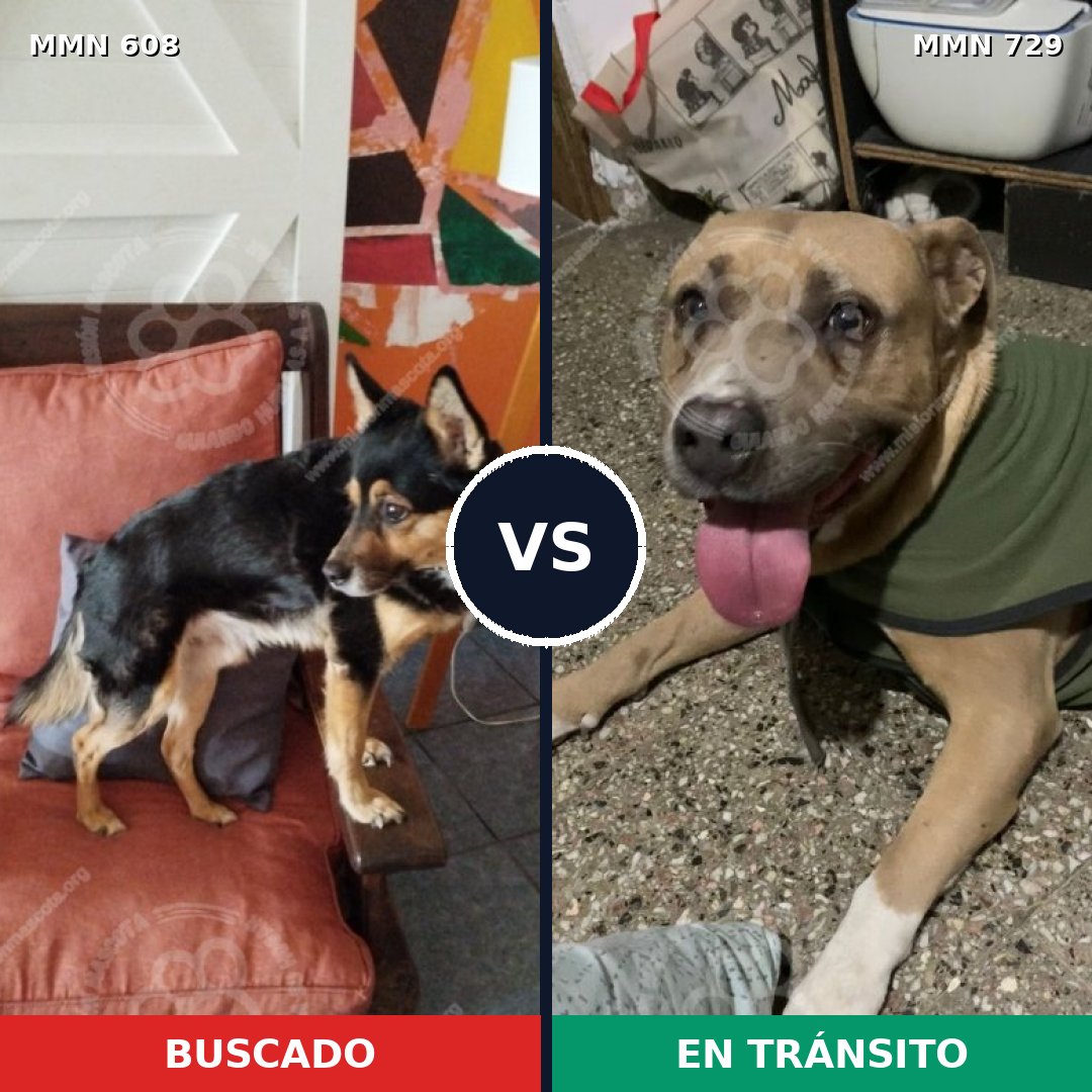 Comparativa MMS 10633: mascota perdida y mascota encontrada, 35% de similitud